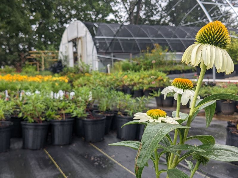 A Native Plant Greenhouse in New Albany