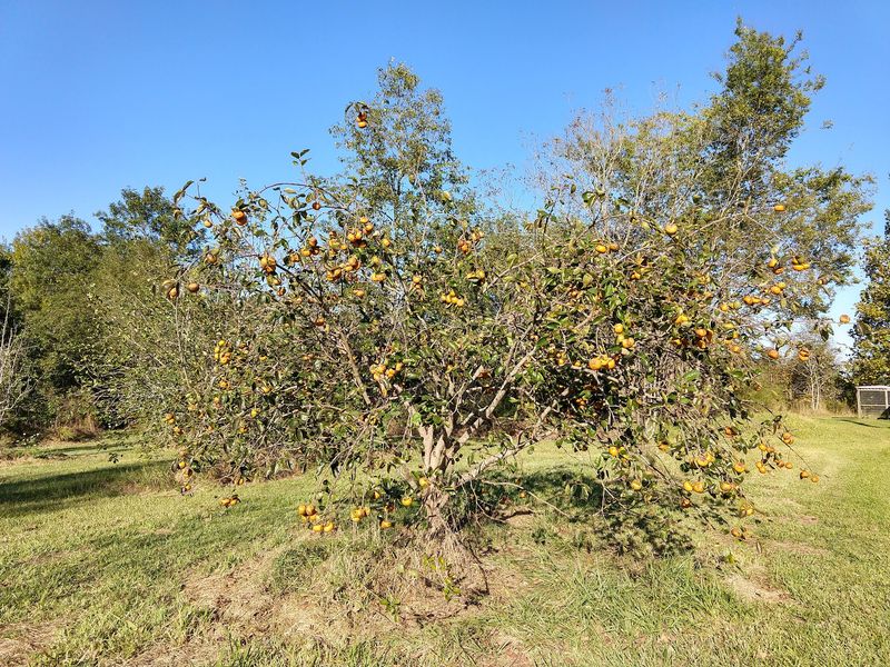 A Small Orchard Outside Starkville