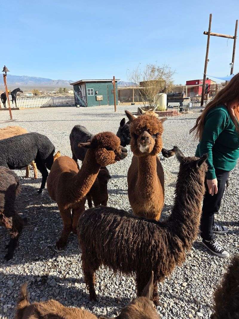 Meet A Crowd Of Furry And Feathered New Friends