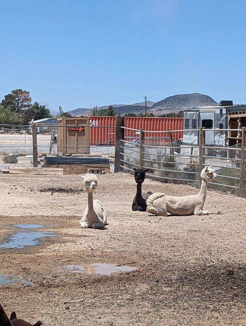 Alpacas Here Treat Personal Space Like A Suggestion