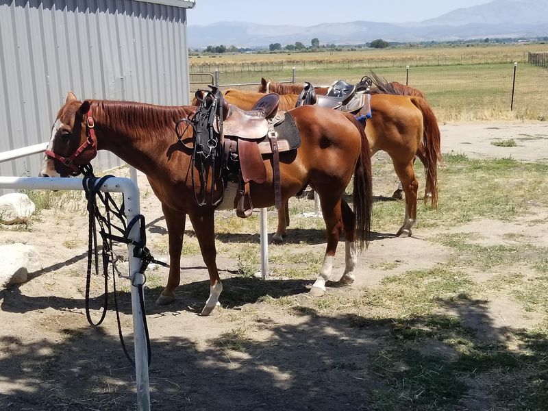A Working Stable on Centerville Lane