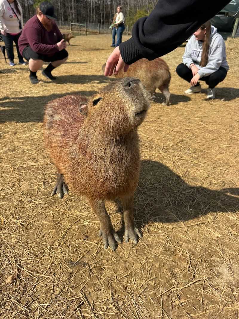 Capybaras Are The Calmest Hosts You Will Ever Meet
