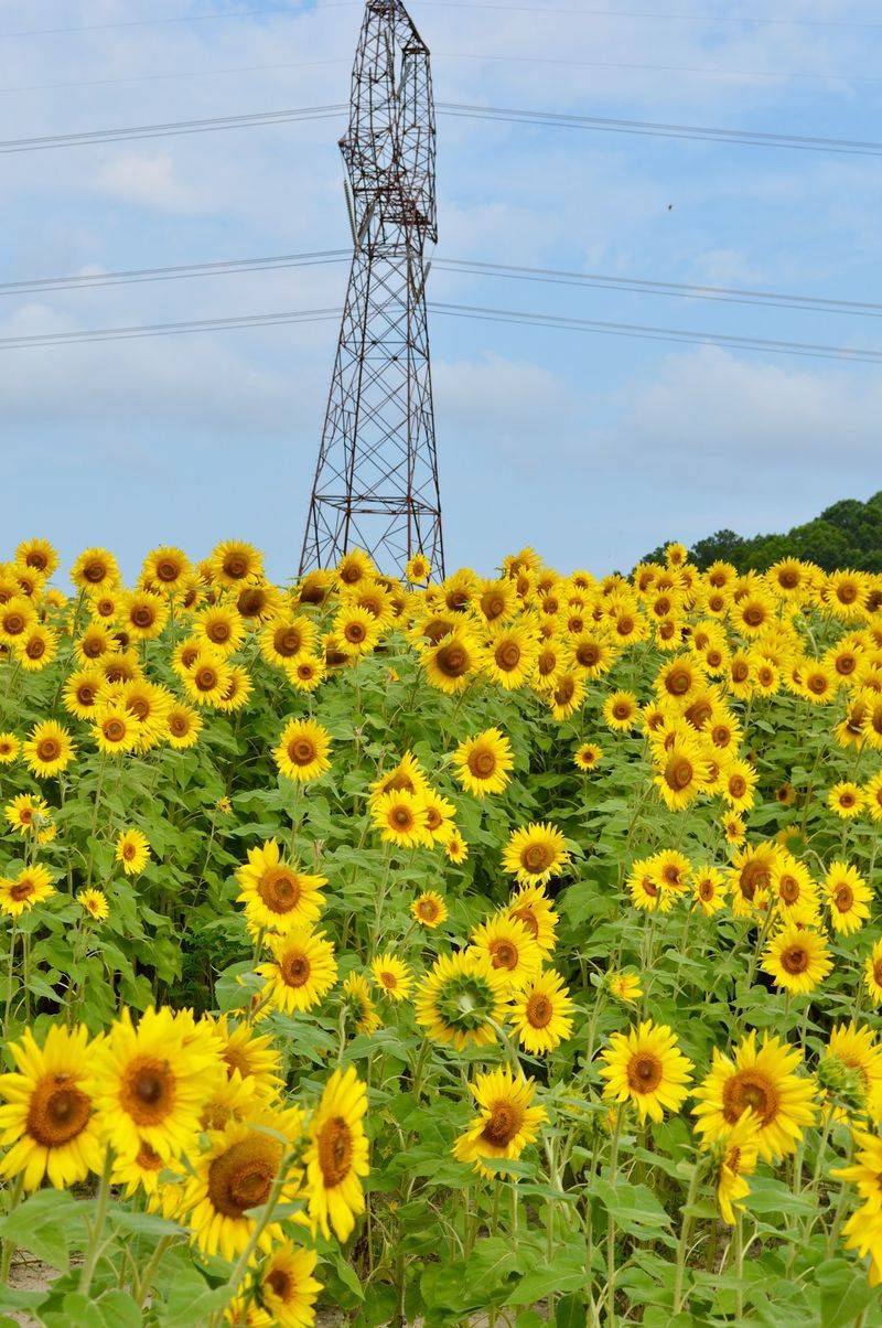 Meet The State's Longest Greenway