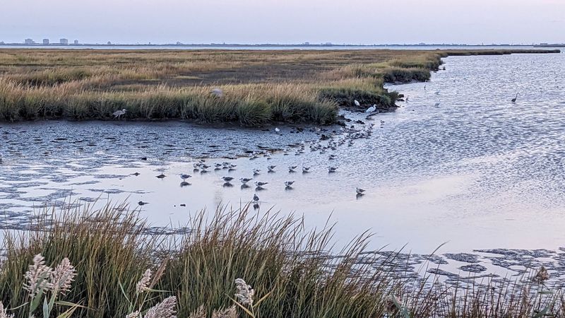 Your Car Turns Into The Best Bird Blind In Town
