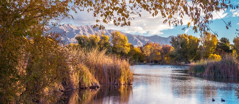 Golden Leaves Show Up Where You Least Expect Them