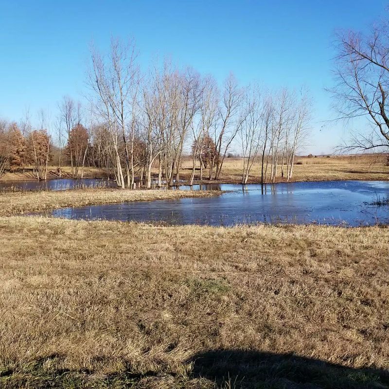 Bald Eagles Treat This Marsh Like A Rest Stop With A Fish Buffet
