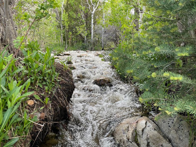 Where The Creek Does The Talking