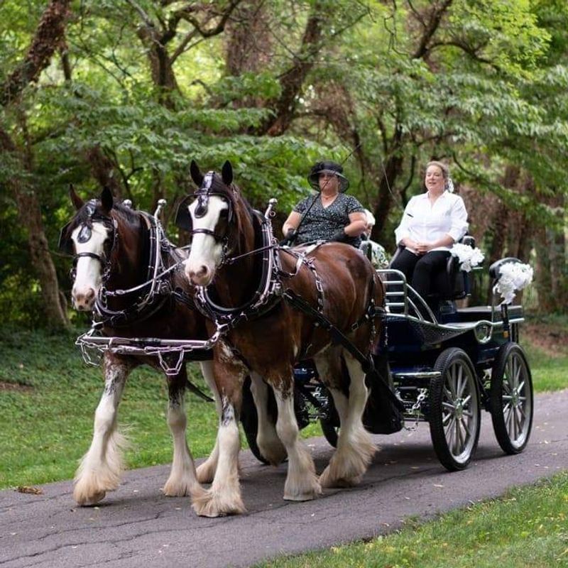 Two Gentle Giants Do All The Pulling While You Do All The Smiling