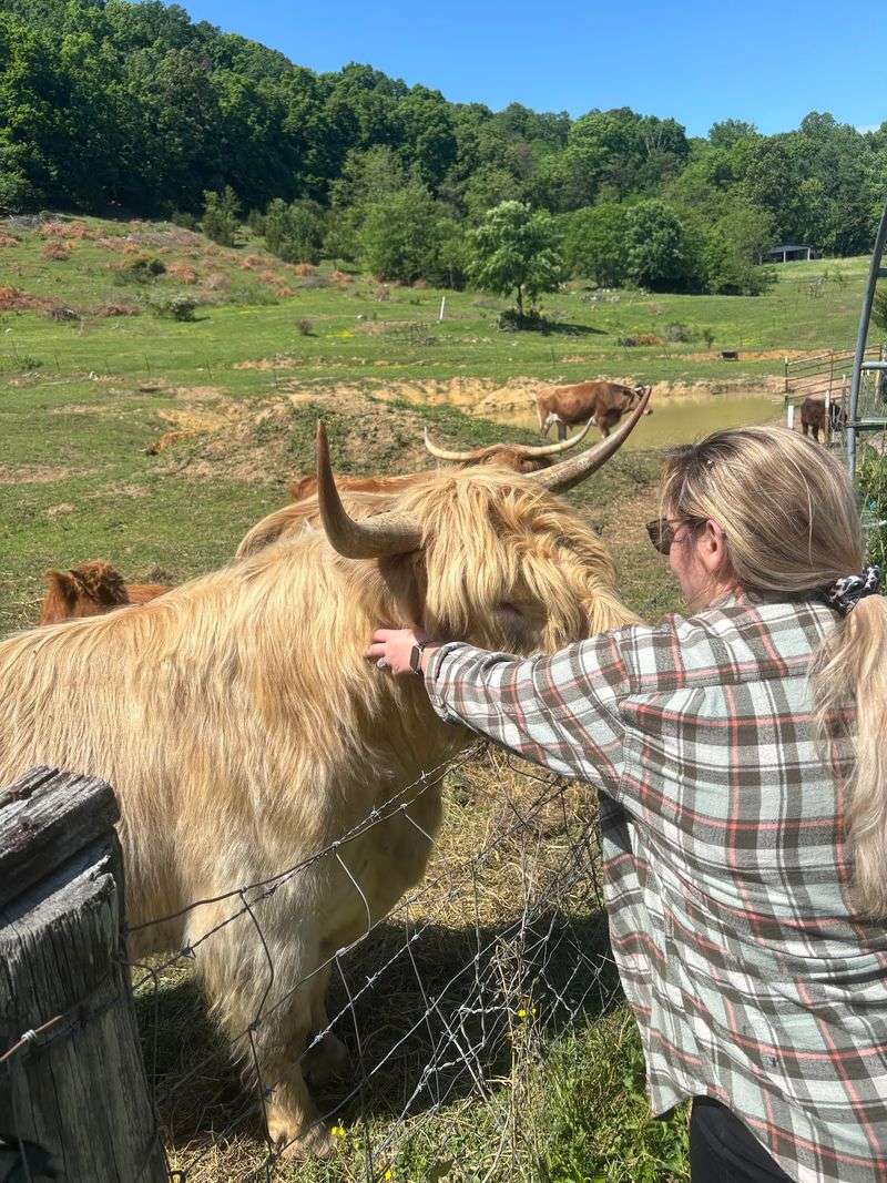 Meet The Shaggy Stars Of The Pasture
