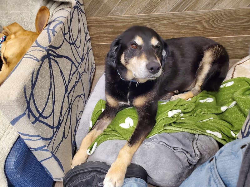A Love Story That Started With One Old Dog