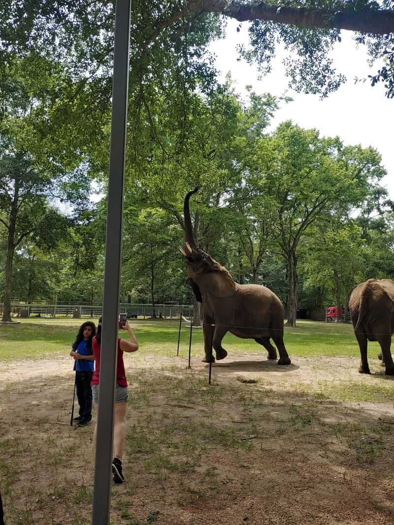 You Can Actually Pet An African Elephant Here, And Yes, It's Real