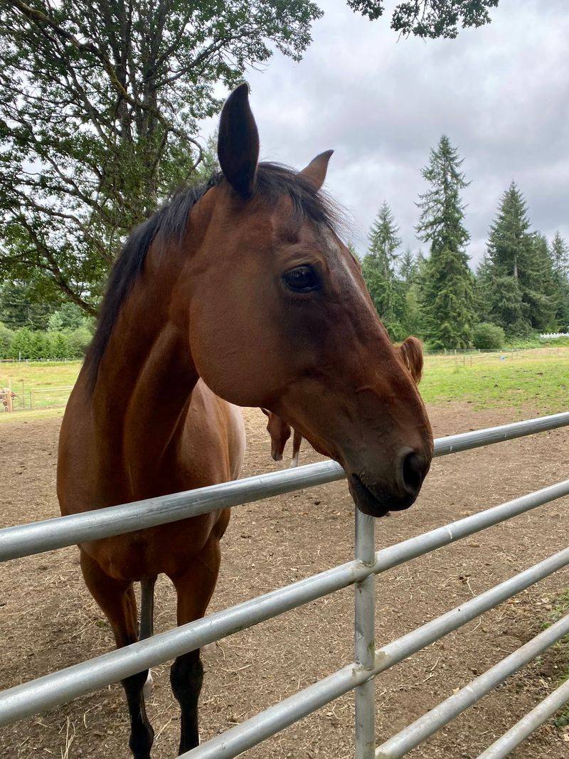 Two Horses Started It All