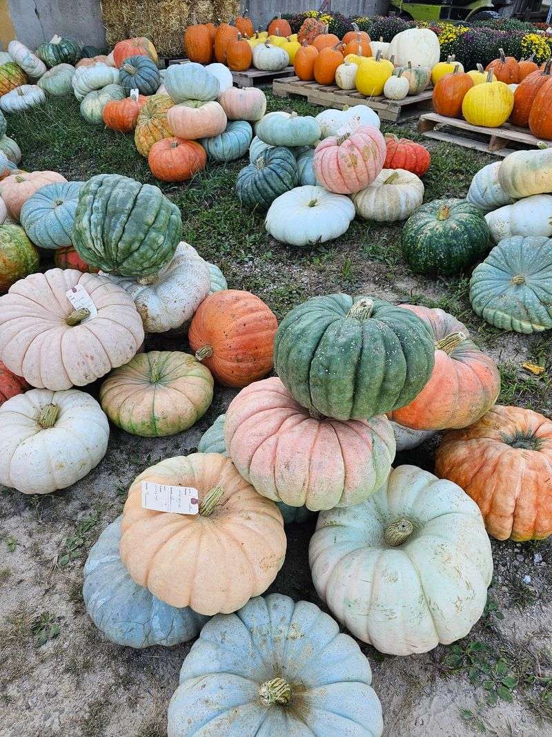 Pumpkin Piles Worth A Closer Look