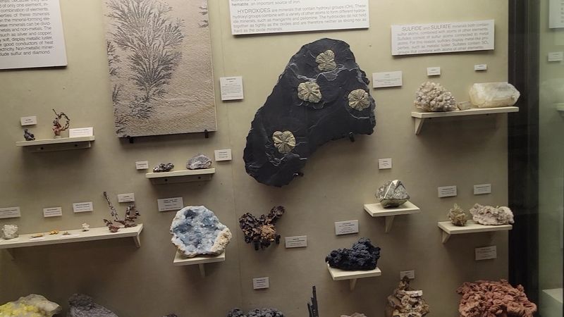 The Jellyfish Fossils That Should Not Exist, But Do