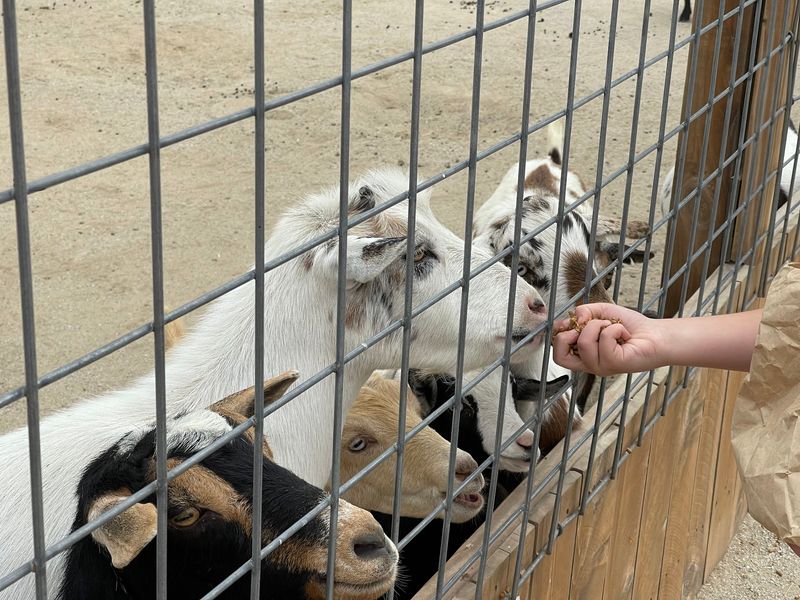 Meet The Hungry Goats Waiting For Your Snacks