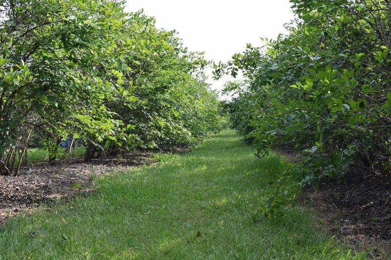 Blueberry and Blackberry Rows