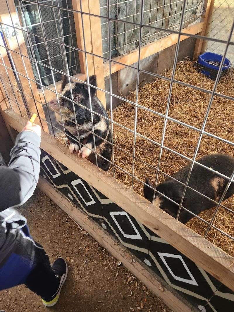 Goats, Hayrides, And A Farm Day That Feels Old-School