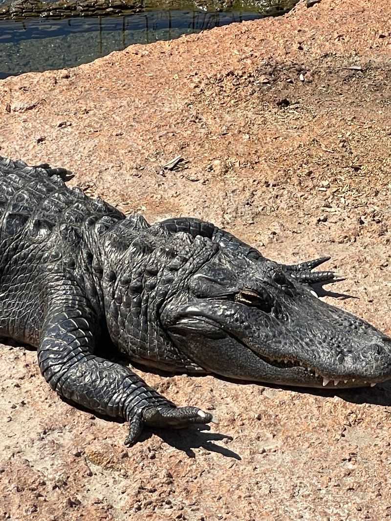 Otters, Beavers, And Gators Outdoors