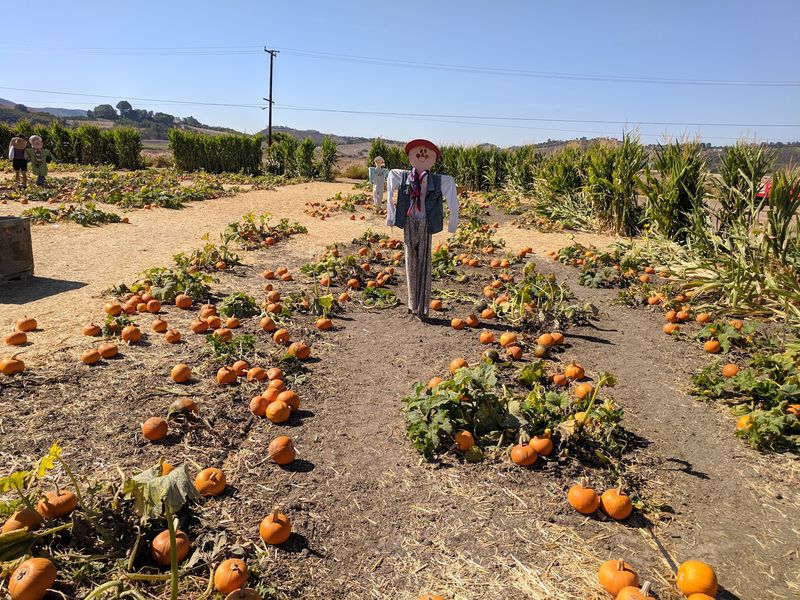 Getting Lost On Purpose In The Corn Maze