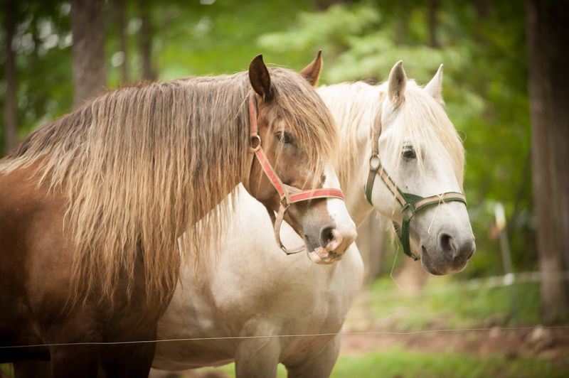 Safety Lessons Before You Saddle Up