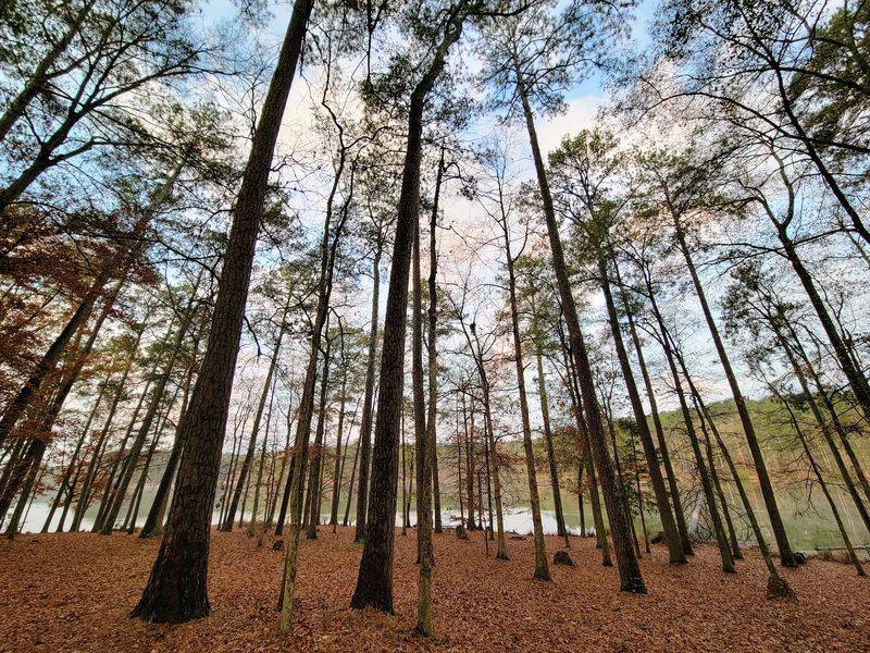Towering Pines and Woodsy Scenery
