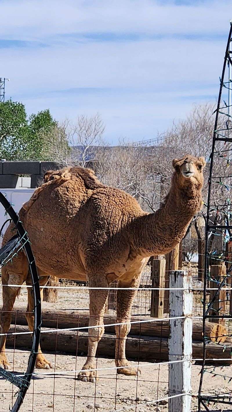 A Zebra And A Camel Share This Desert Neighborhood
