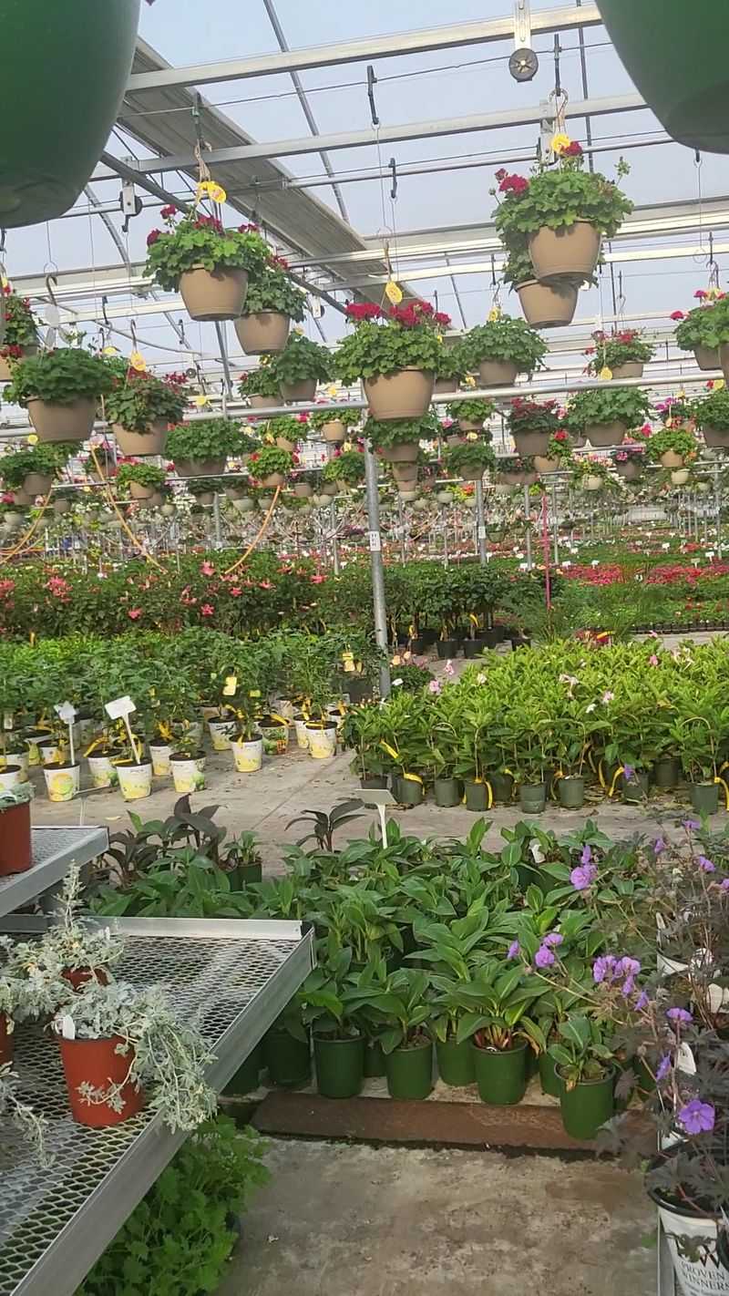 From Egg Routes To Acres Of Flowers, The Family Story Is Wild