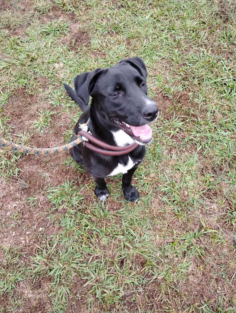 Tupelo Lee Humane Society, Tupelo, MS