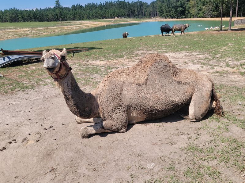 Little Creek Landing Safari Park, Sumrall, MS