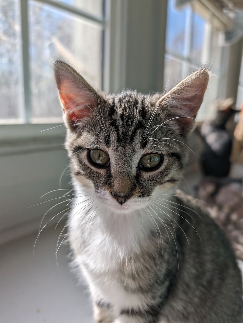 Oktibbeha County Humane Society - Starkville Animal Shelter, Starkville, MS