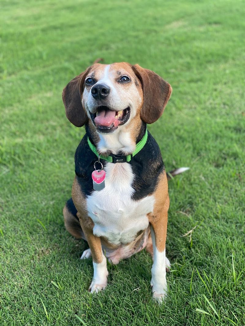 Oktibbeha County Humane Society - Starkville Animal Shelter