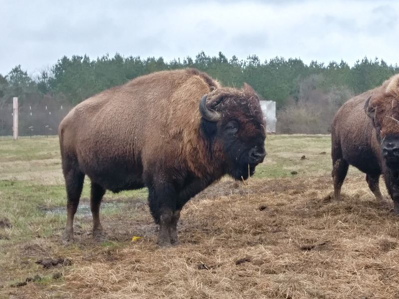 Buffalo Herds on Open Mississippi Fields