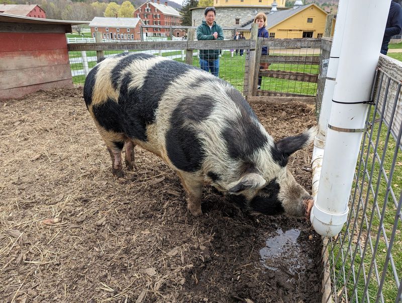 Heritage Farm Animals You Can Actually Meet