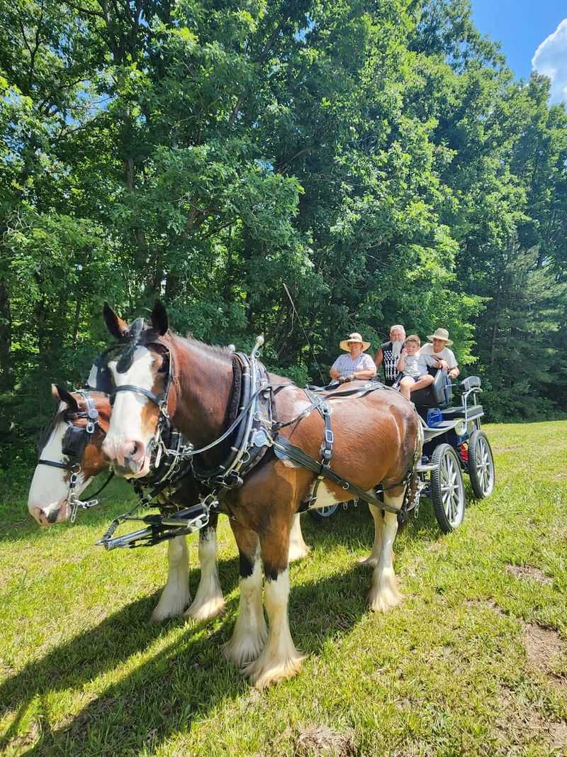 Scottish Farm Horses With A Seriously Impressive Resume