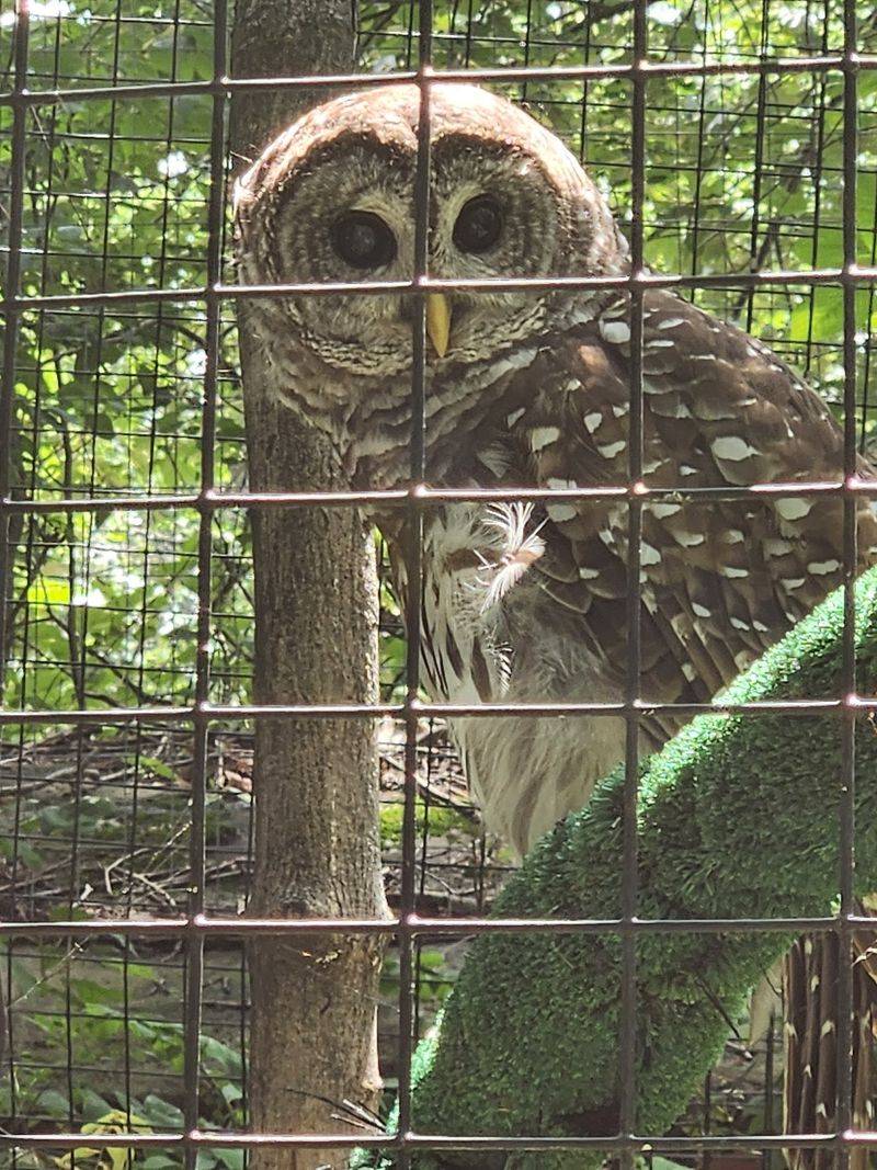 Feathered Residents Each Come With A Story Worth Hearing