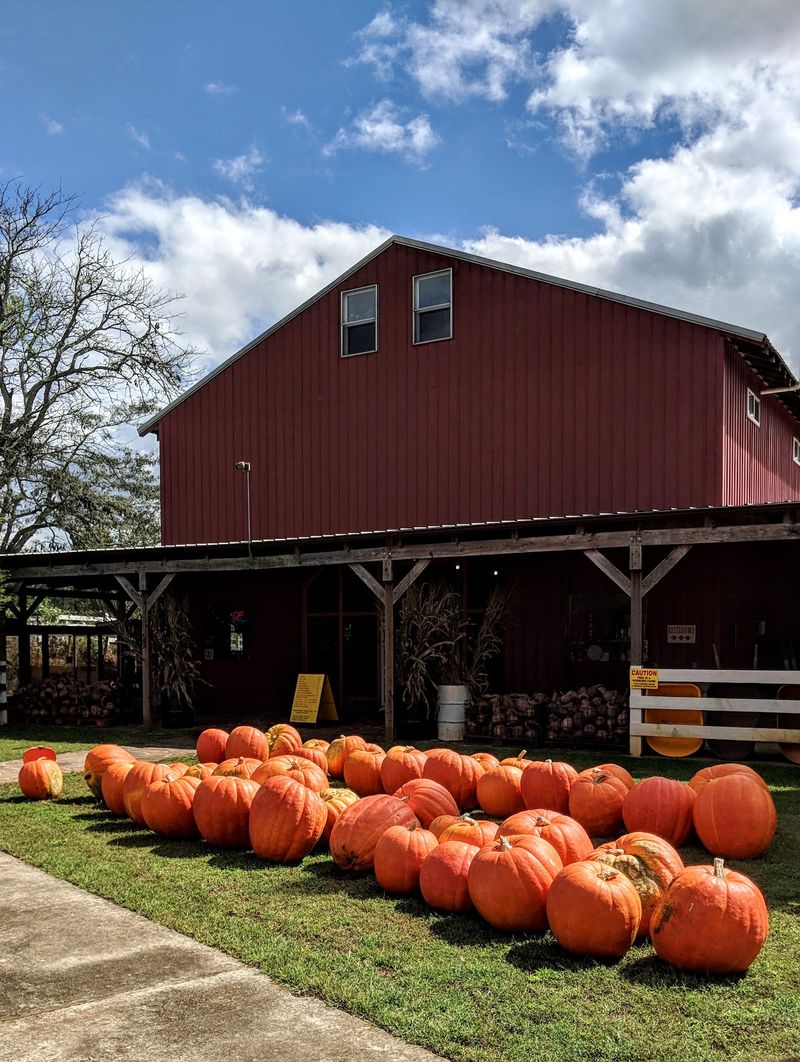 Yahoo Farm