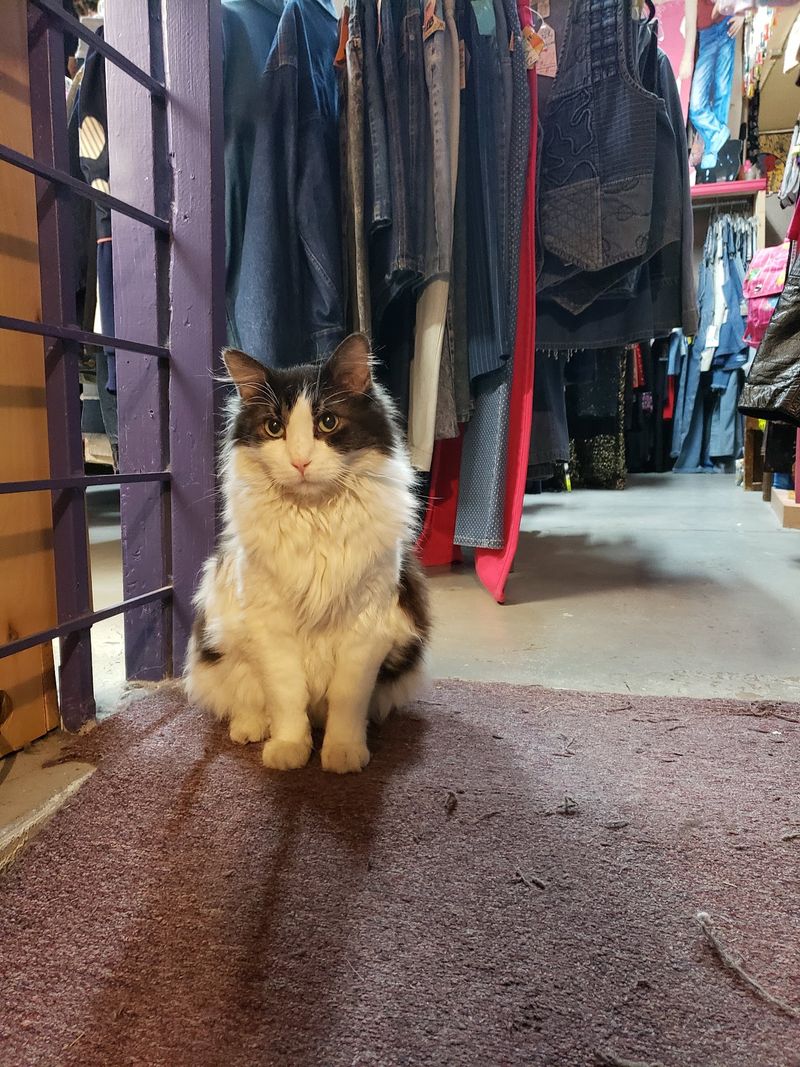 A Shop Cat Supervises Your Shopping Spree