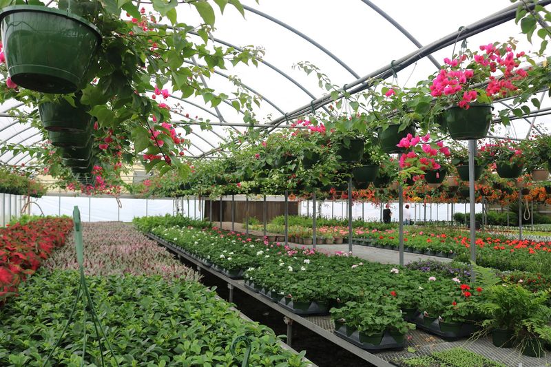 The Sea of Red Poinsettias