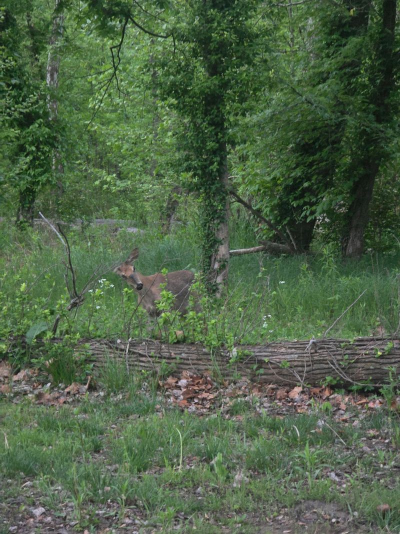 Keep Your Eyes Peeled For Eagles, Herons, And Deer