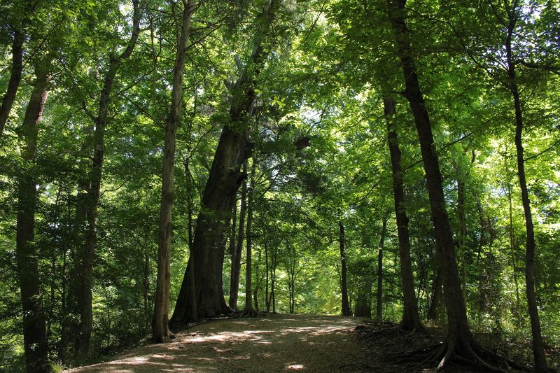 Rare Trees And An Appalachian Feel