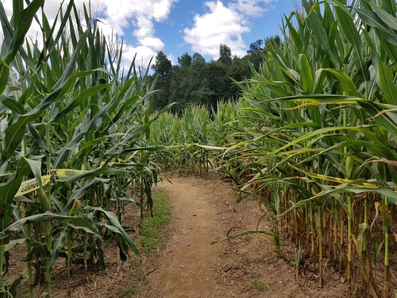 Buford Corn Maze