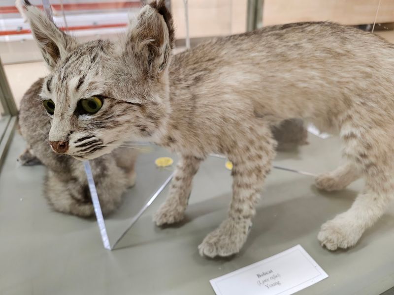 Ice Age Cheetah and Other State Treasures