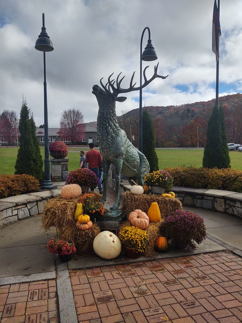 Alpacas Art And Alpine Coaster Thrills