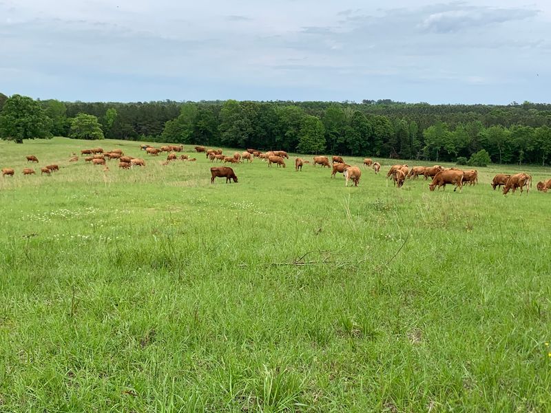 Breezy Oaks Ranch