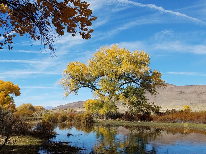 Those Golden Cottonwoods Steal The Whole Show In Late October