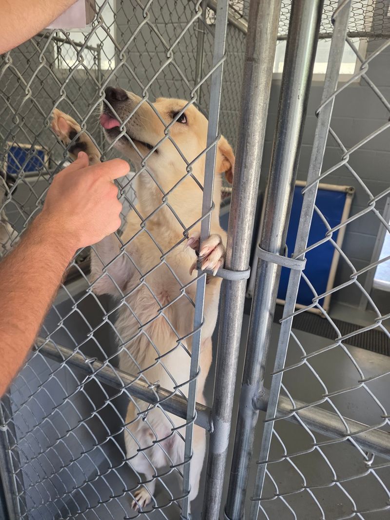 Columbus-Lowndes Humane Society, Columbus, MS