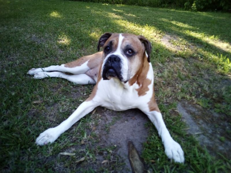 Final Take for Gulf Coast Pet Families