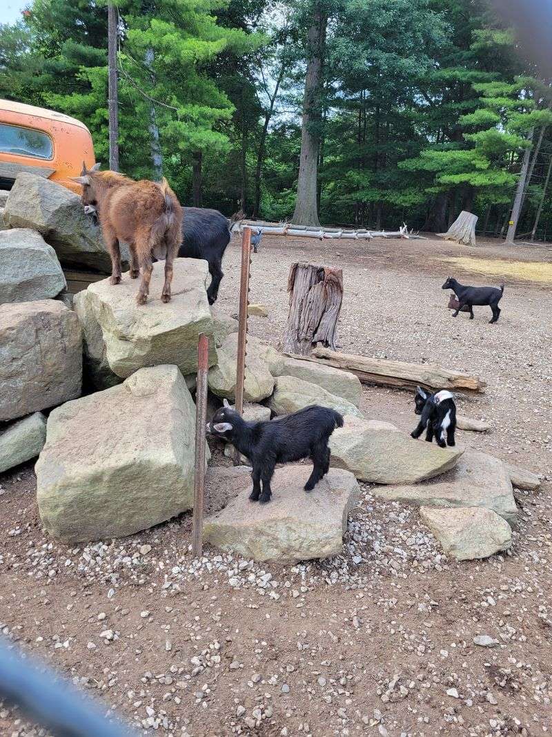Goats Waiting Just Outside the Door