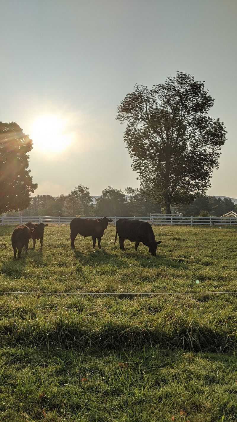 Sweet Brook Farm