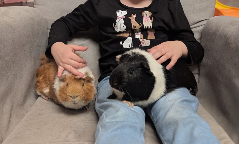 Guinea Pig Sanctuary